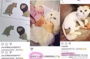 娱乐吃瓜酱虐猫博主,揭秘网络暴力背后的真相